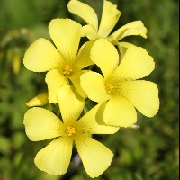 初心者におすすめの黄色の花「オキザリス」